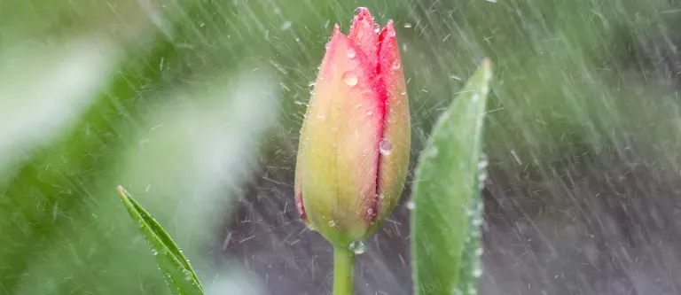 Spring