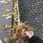 Trees and Your Gutters