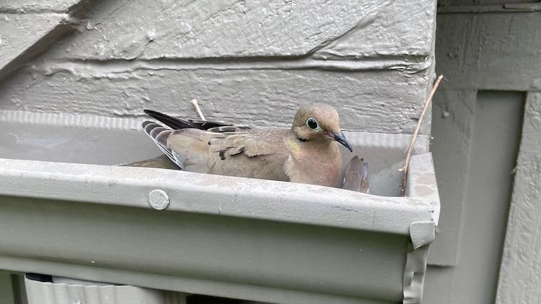 Bird nest in gutters