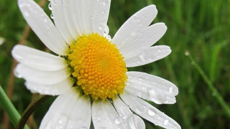 Heavy Rains
