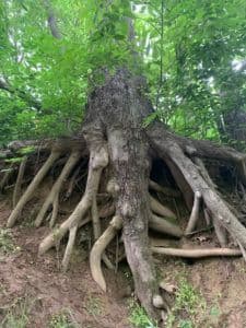 Trees and Your Foundation