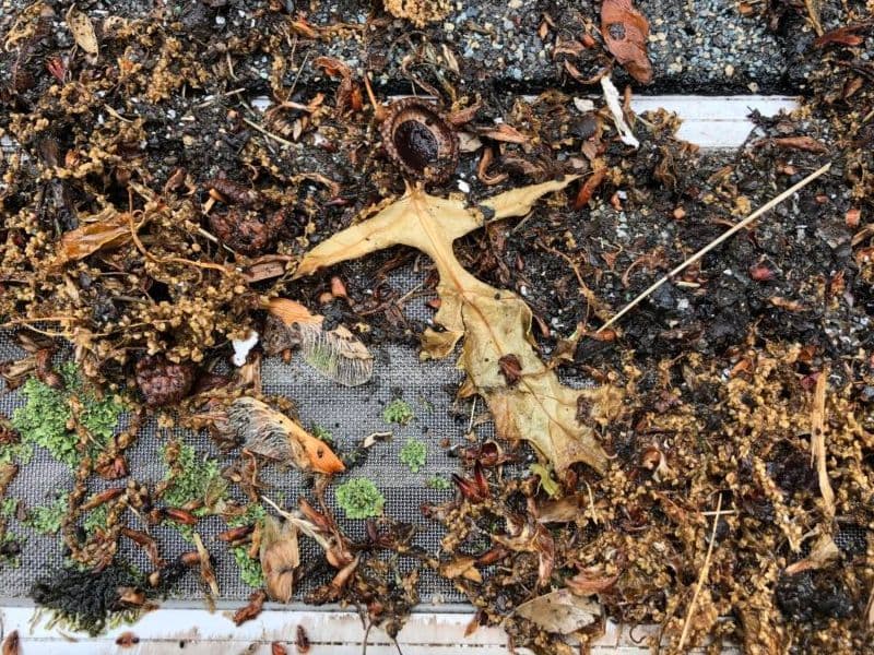 Fall