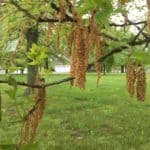 Oak Tassels