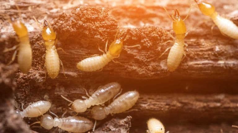 Termite